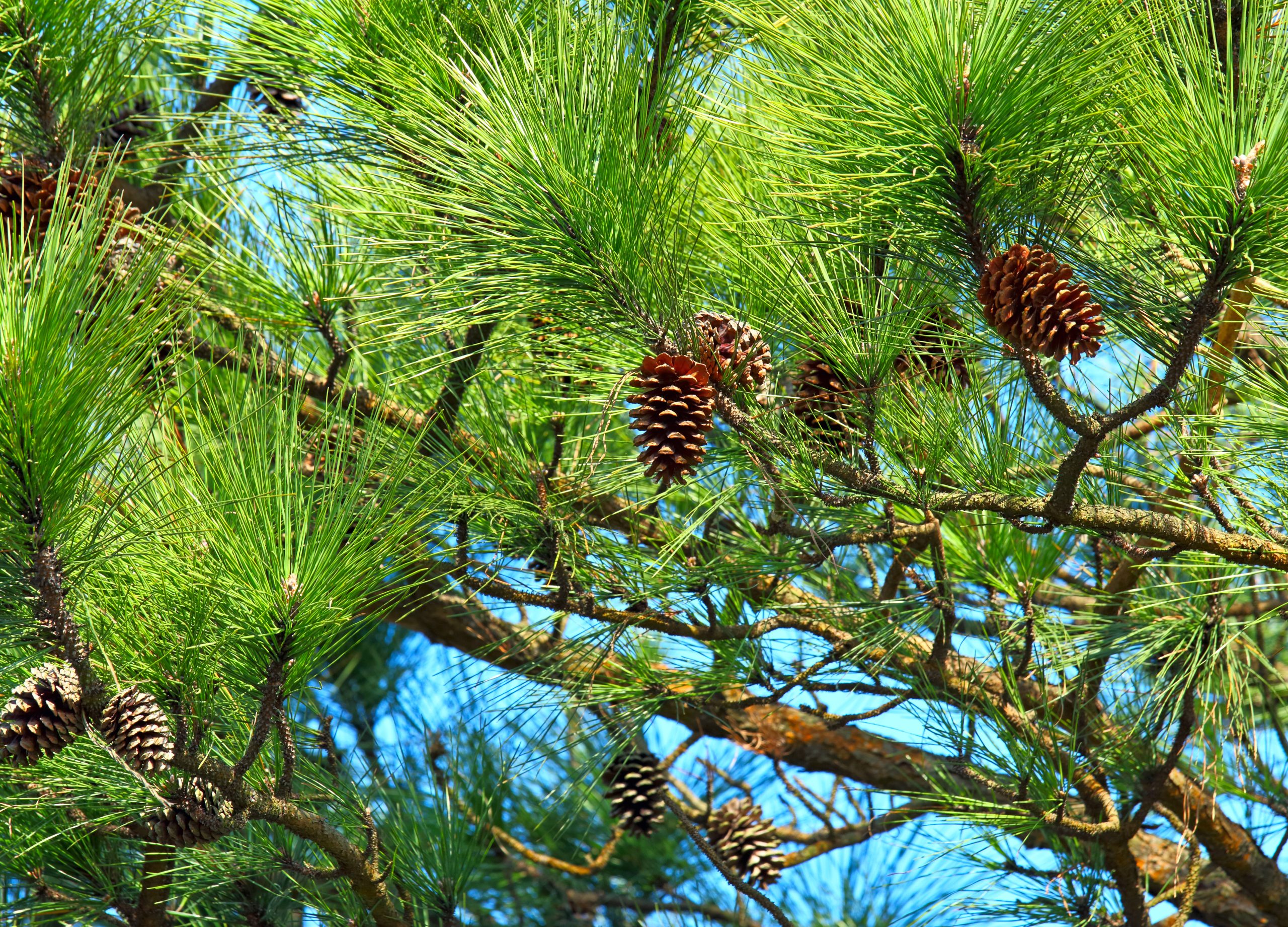 Pine tree and pine cone