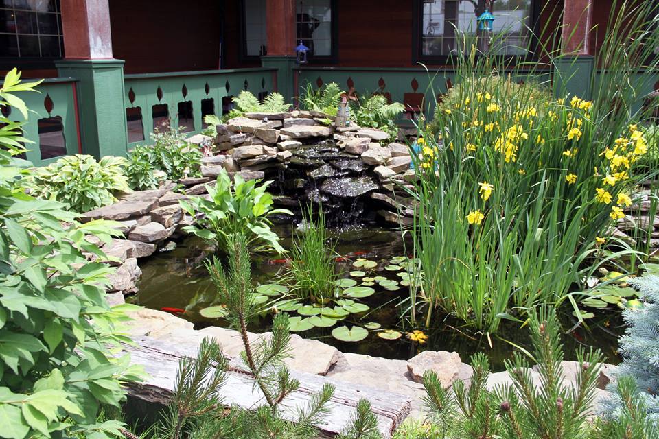 Pond with plants