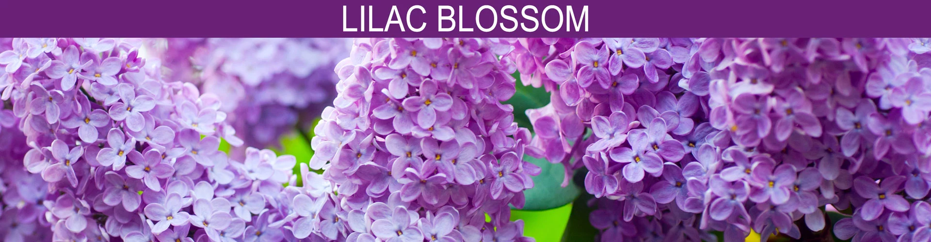 Banner image of rich, floral has captured the invigorating scent of fresh cut lilac bouquets.