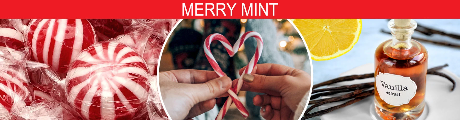 Banner image of sweet, invigorating fragrance of peppermint will bring back memories of candy cane adorned Christmas Trees.