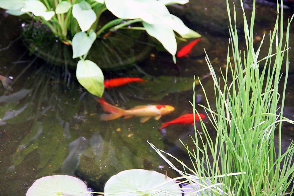 Pond with fish